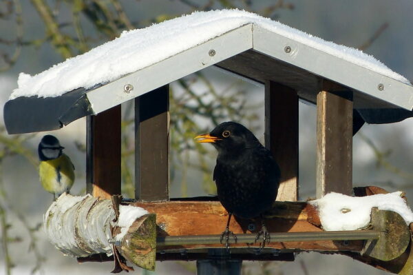 der richtige Standort für das Vogelfutterhäuschen