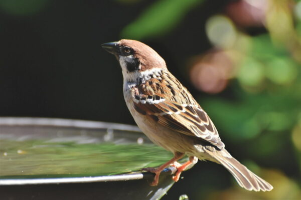 Sperling an Vogeltränke