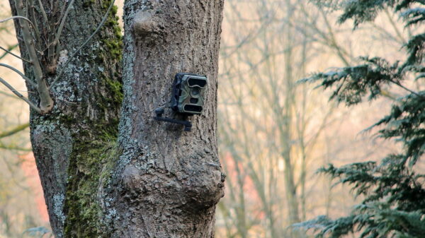 Videoüberwachung von Wild in öffentlich zugänglichen Wäldern mit Wildkamera