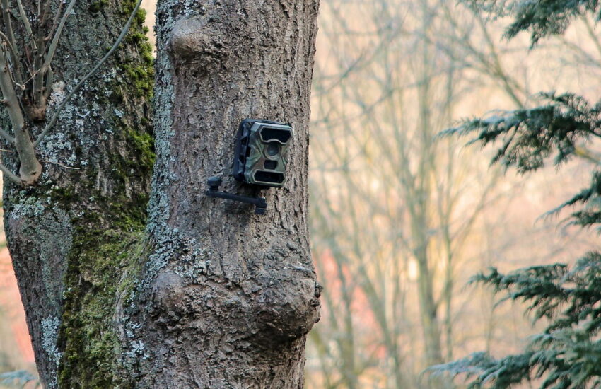 Videoüberwachung von Wild in öffentlich zugänglichen Wäldern