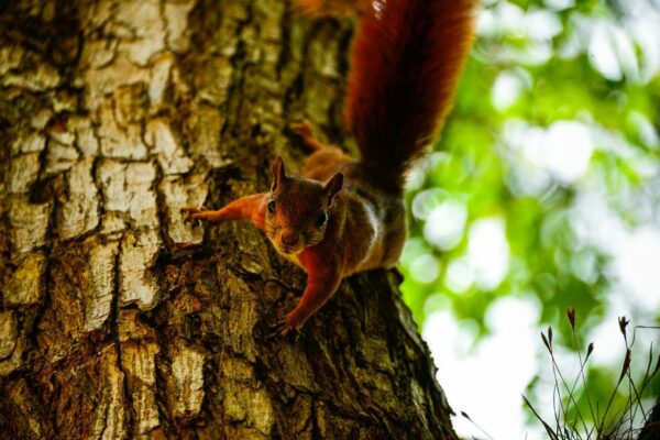 Wildkamera kaufen um z.B. ein Eichhörnchen zu erwischen