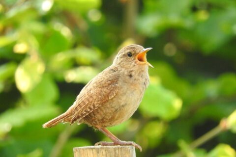 Warum singen Vögel morgens