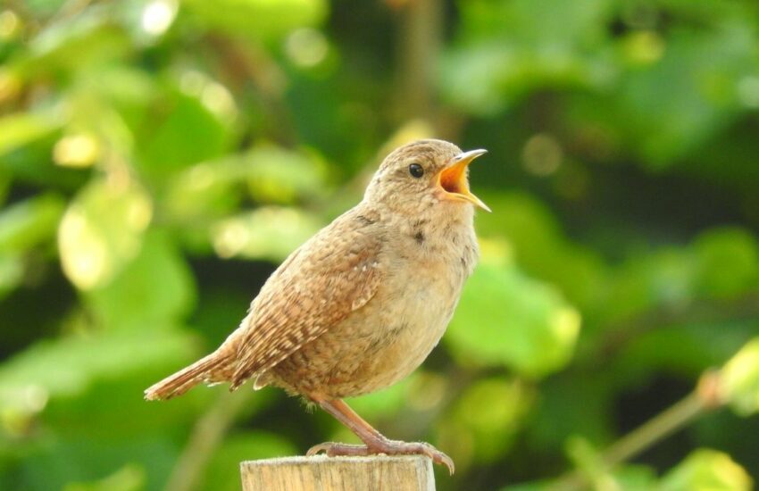 Warum singen Vögel morgens