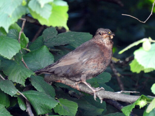 weibliche Amsel mit Futter im Schnabel gehört zur Ornithologie