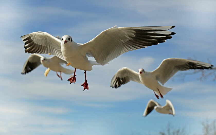 Vogelfotografie Möwen im Flug fotografiert
