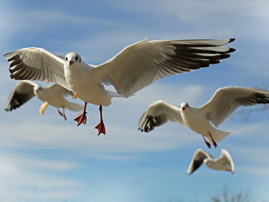 Vogelfotografie Möwen im Flug fotografiert