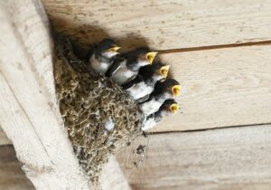 Ärgernis Schwalbennest