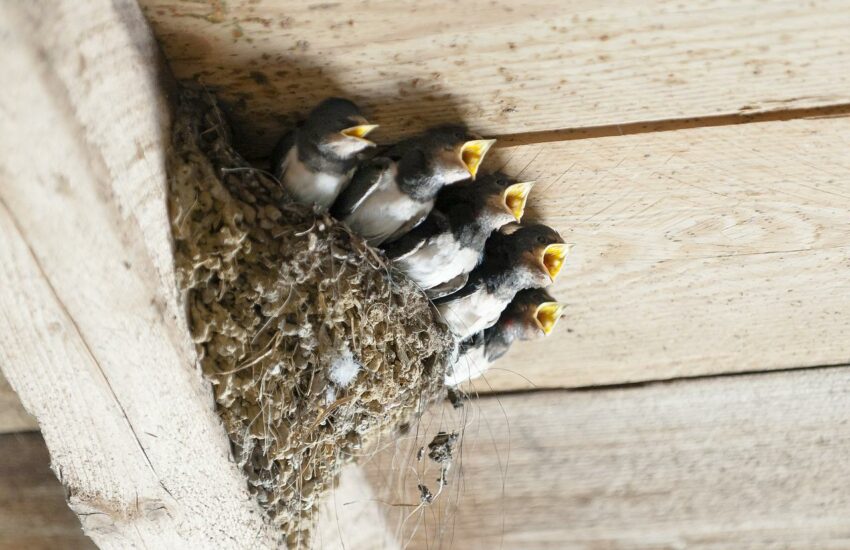 Ärgernis Schwalbennest