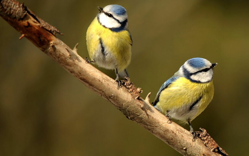 Gartenvögel: Welche Vögel sind in meinem Garten