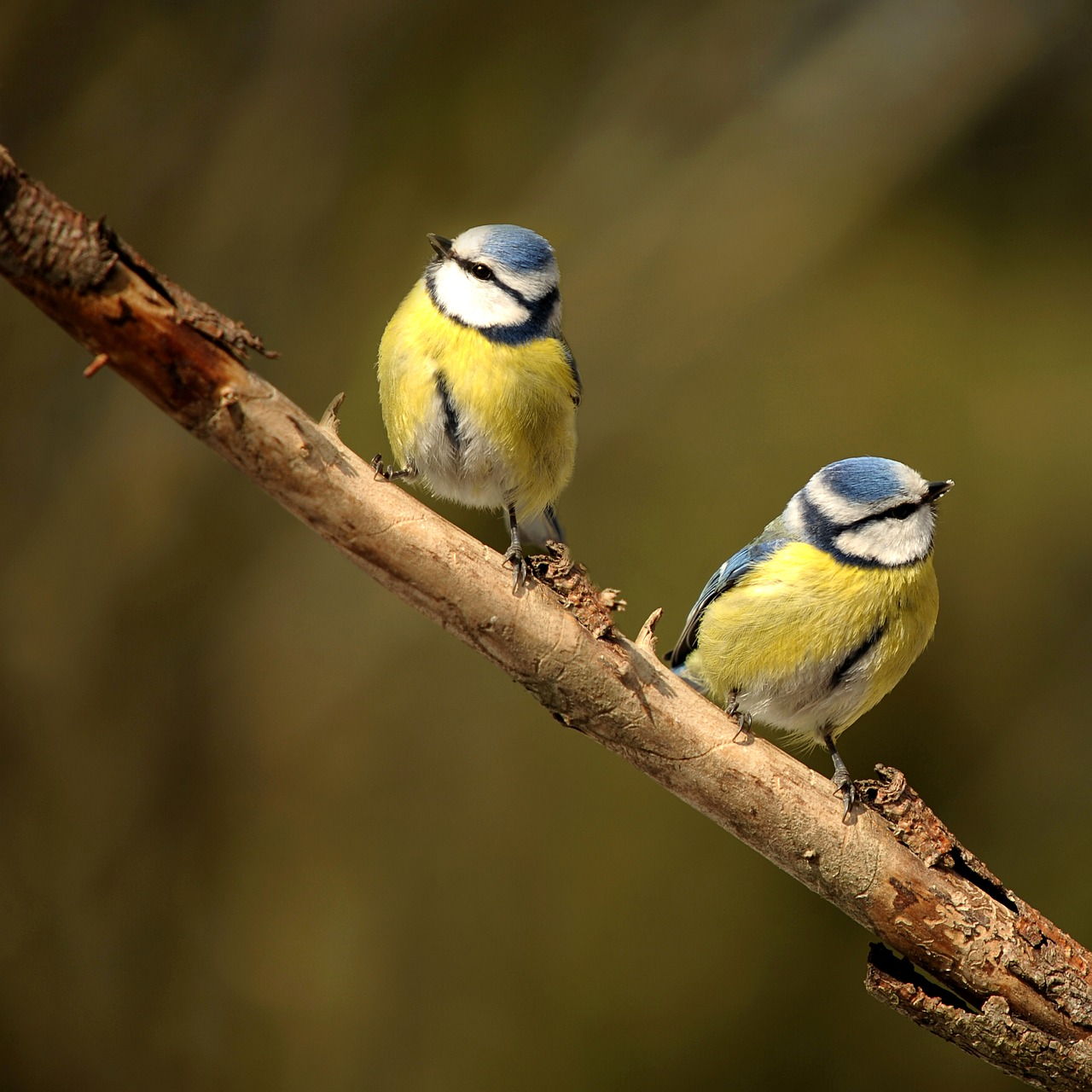 Gartenvögel Welche Vögel sind in meinem Garten?
