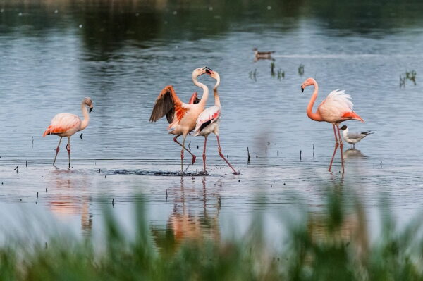 Neckende Flamingos im Zwillbrocker Venn