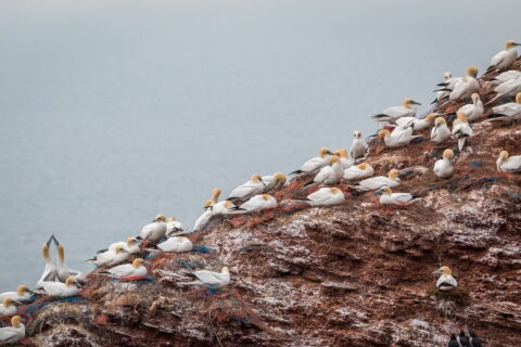 Basstölpel auf Helgoland