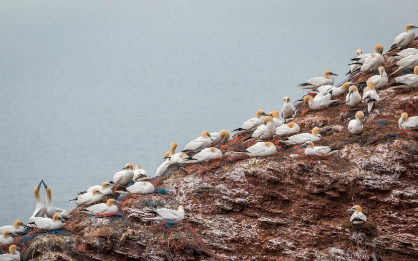 Basstölpel auf Helgoland