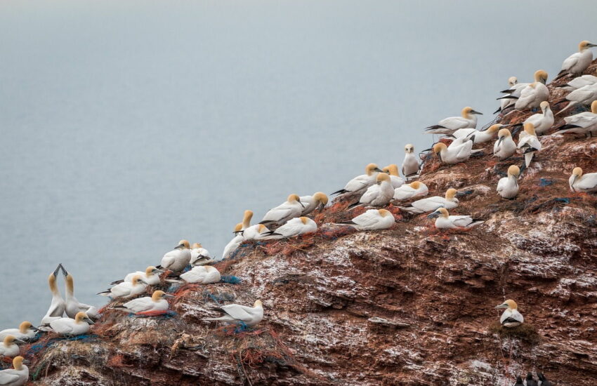 Basstölpel auf Helgoland