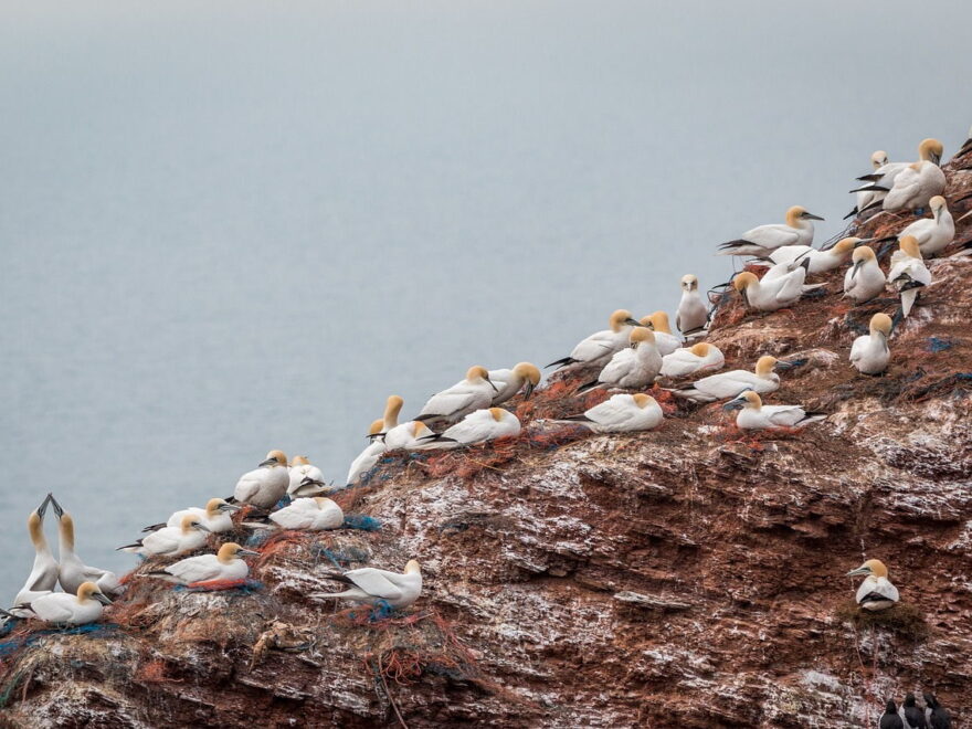 Basstölpel auf Helgoland