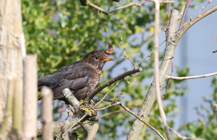 Wann ist die beste Zeit zum Vögel beobachten