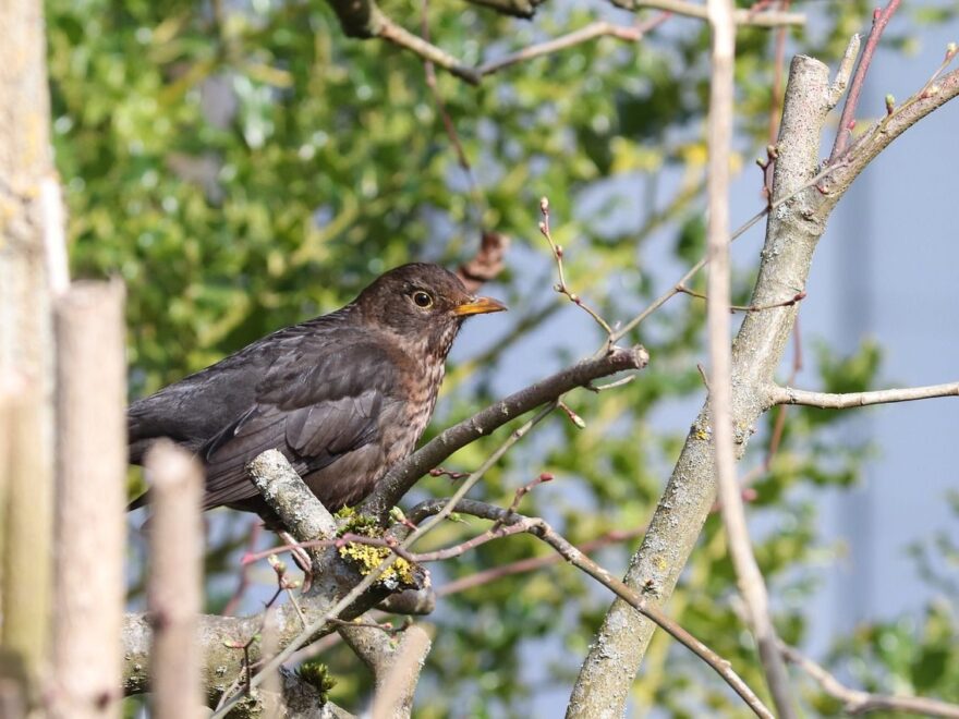 Wann ist die beste Zeit zum Vögel beobachten