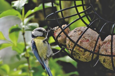 Warum gehen die Vögel nicht an die Meisenknödel