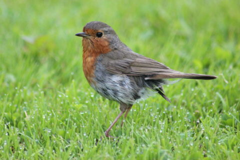 Vogelart erkennen z.B. Rotkehlchen