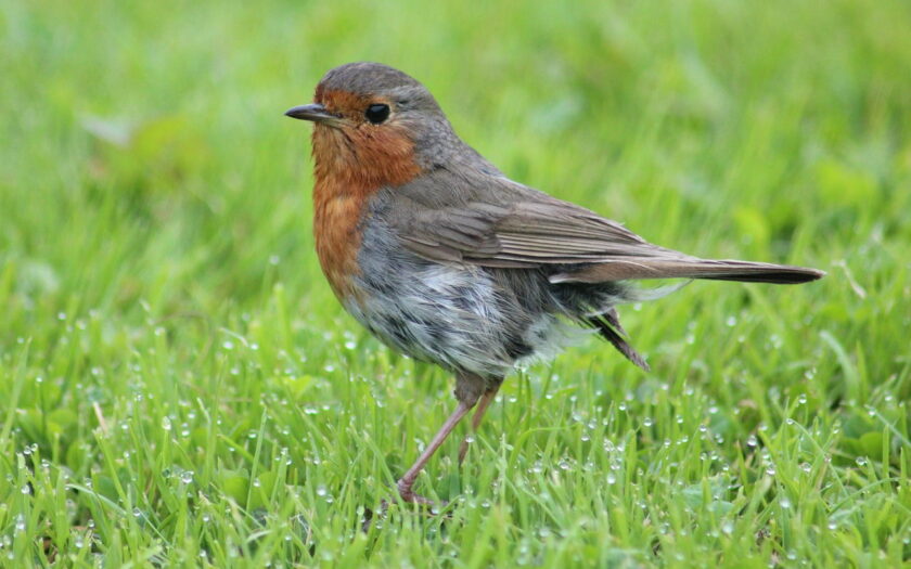 Vogelart erkennen z.B. Rotkehlchen