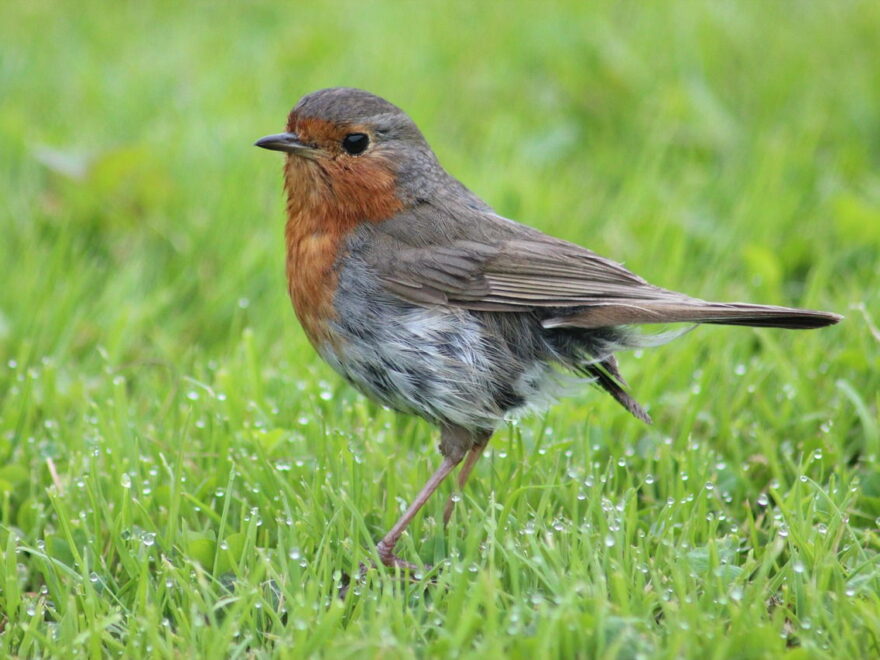 Vogelart erkennen z.B. Rotkehlchen