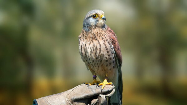 Turmfalke auf der Hand des Falkners