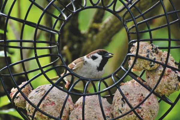 Wann soll man Vögel füttern