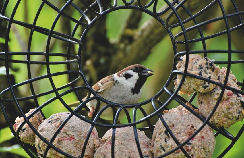 Wann soll man Vögel füttern
