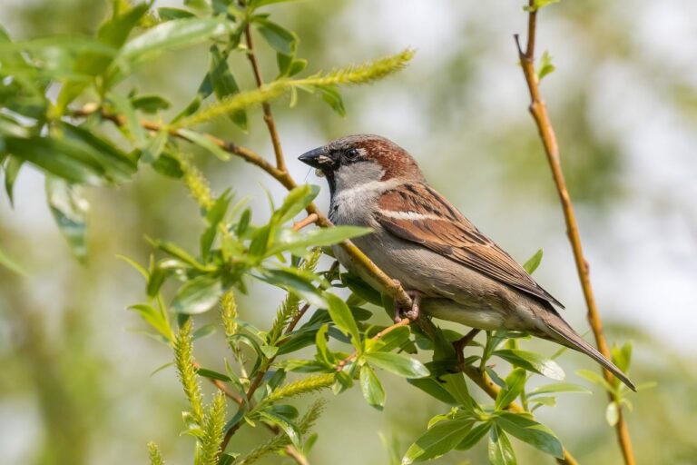 Nützliche Gartenvögel Was sie für uns tun!