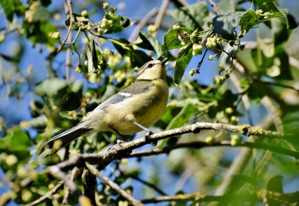 Meisen sind häufig im Garten