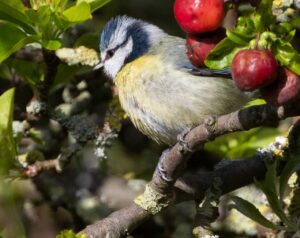 nützliche Gartenvögel wie diese Blaumeise