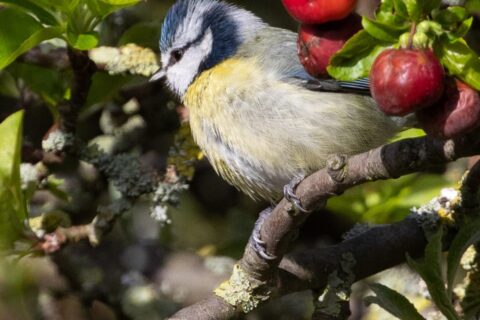 nützliche Gartenvögel wie diese Blaumeise