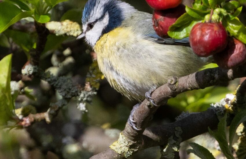 nützliche Gartenvögel wie diese Blaumeise