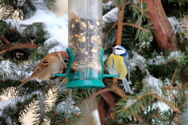 Vögel im Winter füttern