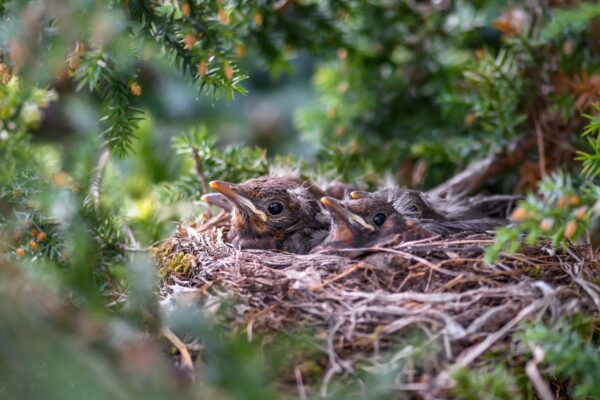 Amselküken im Vogelnest