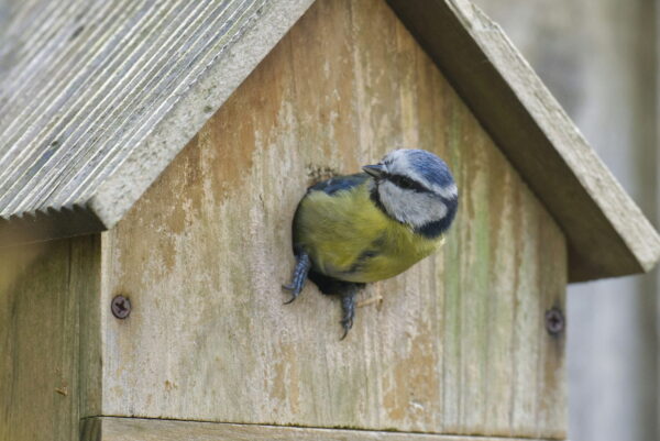 Nistkasten für Meisen im vogelfreundlichen Garten Meise schaut aus einem Holznistkasten im Garten