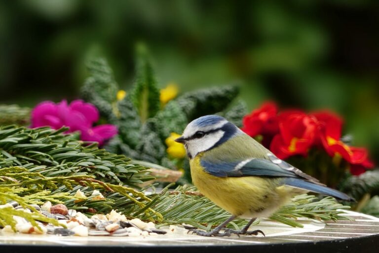Vogelfreundlicher Garten zur Erhaltung der Artenvielfalt