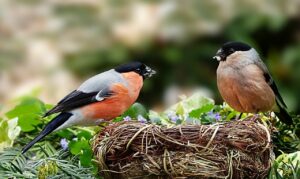 Vogelfreundlicher Garten mit Dompfaff Pärchen