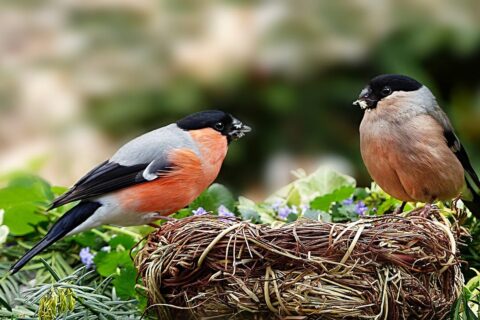 Vogelfreundlicher Garten mit Dompfaff Pärchen