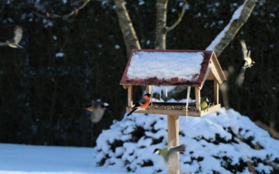 Vogelhaus mit Kamera im Garten