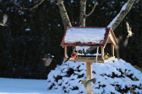 Vogelhaus mit Kamera im Garten
