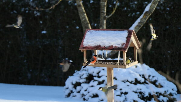 Vogelhaus mit Kamera Vogelhaus mit Kamera im Garten