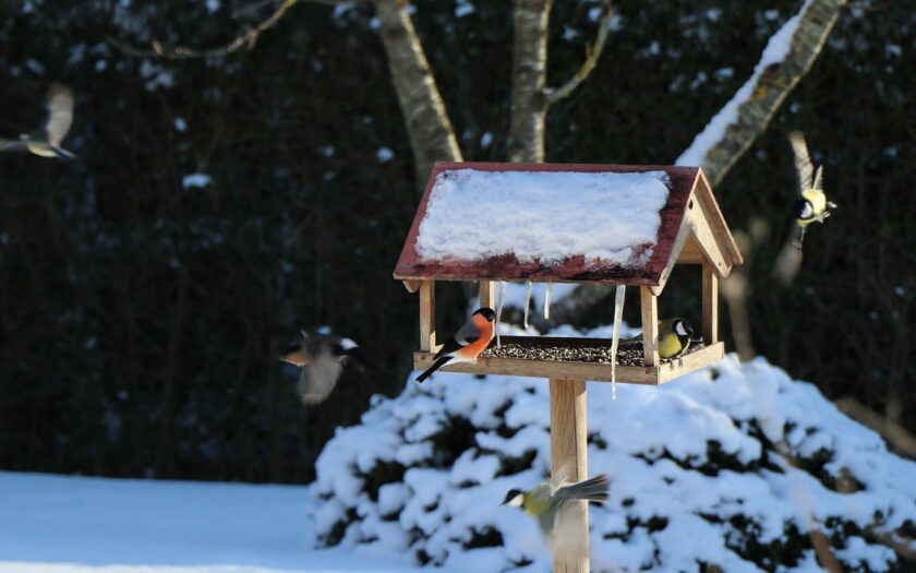 Vogelhaus mit Kamera im Garten