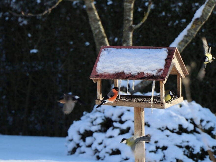 Vogelhaus mit Kamera im Garten