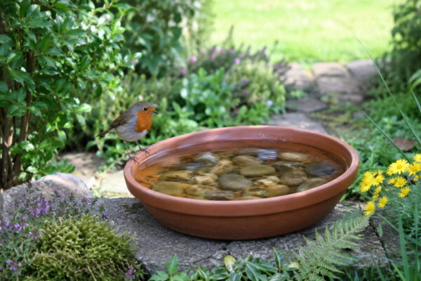 Sichere Vogeltränke im vogelfreundlichen Garten Vogel an flacher Vogeltränke mit Steinen als sichere Wasserstelle im Garten