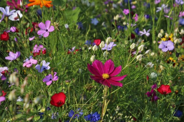 Blüten bieten Nahrung für Gartenvögel