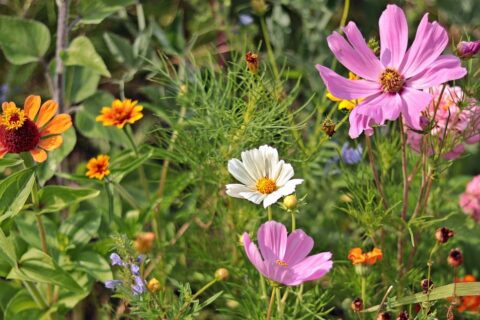 Heimische Blütenpflanzen als Paradies für Gartenvögel