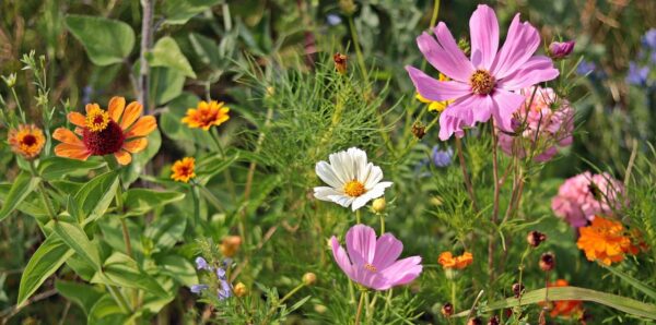 Heimische Blütenpflanzen als Paradies für Gartenvögel