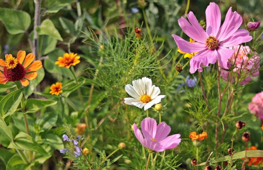 Heimische Blütenpflanzen als Paradies für Gartenvögel