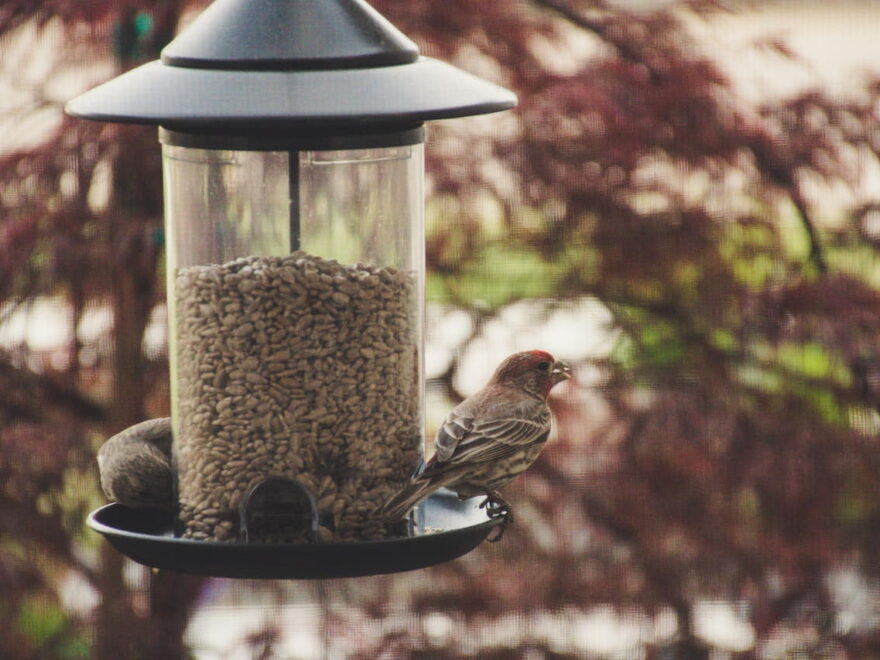 Vogelfutter für Wildvögel im Futterspender